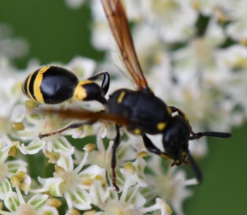 Discoelius dufourii